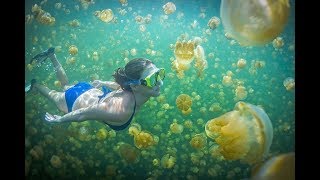 Jellyfish Lake, Palau