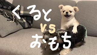 クルトvsおもち