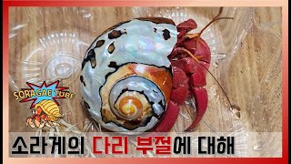 소라게의 다리 부절에 대해 About hermit crab leg tarsus