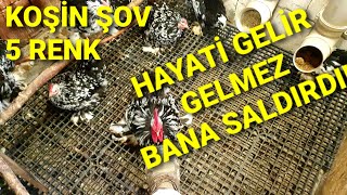 İNANILMAZ CÜCE KOŞİN SEVKİYATI ! SAYILARI 50Yİ GEÇTİ ?