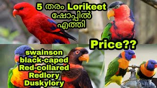 5 വ്യത്യസ്ത തരം ലോറികീറ്റ് പെയറുകൾ  | sn pet world  #petlover #indianpets #kerala #lorikeet