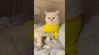 英国银点猫|不知道你们的猫是这样的不？？