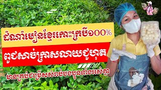 ដំណាំមៀនខ្មែរសុទ្ធ100%ប្រភេទកូនមៀនបណ្ដុះគ្រាប់ពូជសាច់ក្រាសលាយជូហុត