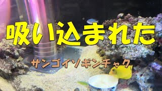 吸い込まれたサンゴイソギンチャク