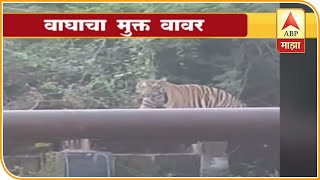 Chandrapur   tiger spotted in factory area