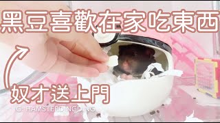 Hamsterdingding．黃金鼠喜歡在家吃東西．黃金鼠．熊仔鼠 [黑豆Black Bean]