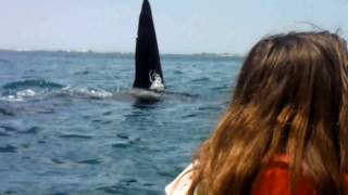 Big Orca Whale wyprzedza Charlotte podczas wycieczki z Kaikoura Kayaks NZ