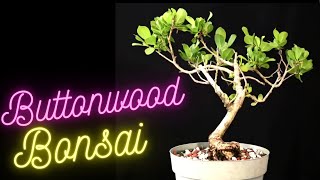 Buttonwood bonsai. Conocarpus erectus repotted