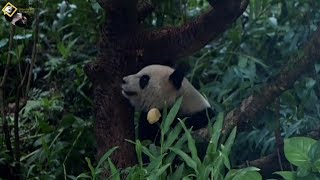 20191201 最遙遠的距離就是窩頭在眼前，圓仔沒看到 The Giant Panda Yuan Zai