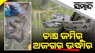 Python Snake Rescued From Khordha District By Snake Helpline | Sambad