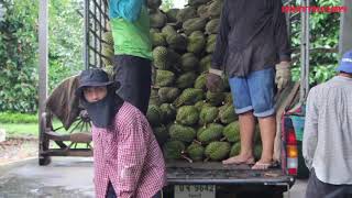 ใครกำหนดอนาคตทุเรียนไทย กับ คุณวุฒิชัย