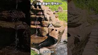 24.8.27 푸바오 오늘 물놀이 했어요. 물놀이 오랜만에 했네요#savefubao #푸바오