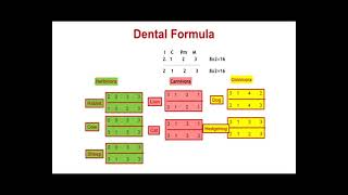 Biology Class 11 Unit 15 Chapter 02 Human Physiology Digestion and Absorption L  2/5