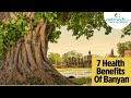 7 Amazing Health Benefits Of Banyan