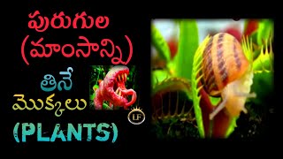 Virus plant, ఈ మొక్క మాంసాన్ని తింటది.⚡Most Interesting Facts In Telugu ⚡ #shorts |LAZY Facts