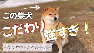 【頑固柴犬】こだわりの強い柴犬は散歩中にも譲れない掟がある