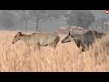 mada nilgai ko dauda dauda kr taiyar kaise karte hai nar .... techearth wildlife trendingshorts