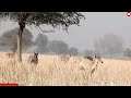 mada nilgai ko dauda dauda kr taiyar kaise karte hai nar .... techearth wildlife trendingshorts