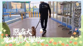 惡霸犬基礎教育訓練課程