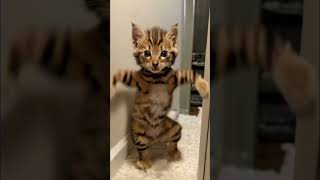🥰😍Funny video😝🤪#youtubeshorts#viral#shortsfeed#catsong#funnycat#animal#catsounds