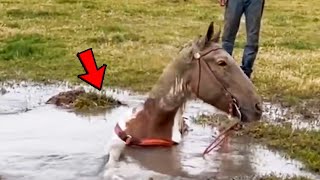 Big Joe The Horse Stuck Whole Body In A Thick Swamp | Pets Town