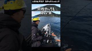 【釣果カレンダー#077】10月岩手  #カヤックフィッシング #釣り