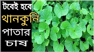 থানকুনি পাতা / থানকুনি পাতা চাষ/টবে থানকুনি পাতা চাষ পদ্ধতি ও পরিচর্যা/থানকুনি গাছ/Centella asiatica