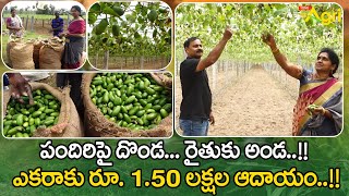 Pandiri Dondakaya Farming | పందిరిపై దొండ... రైతుకు అండ..!! ఎకరాకు రూ.1.50 లక్షల ఆదాయం..!! Tone Agri