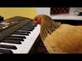 Basic Chickens  Funny Chicken Video Compilation