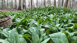 กระเทียมป่าเดนมาร์ก กำลังงามต้องเก็บก่อนที่จะแก่ wild garlic.18/4/23.