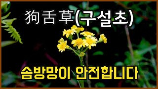 야생화의신비 82편 솜방망이#분류: 초롱꽃목, 국화과, 솜방망이속,#학명: Tephroseris kirilowii (Turcz. ex DC.) Holub #꽃말: 안전합니다