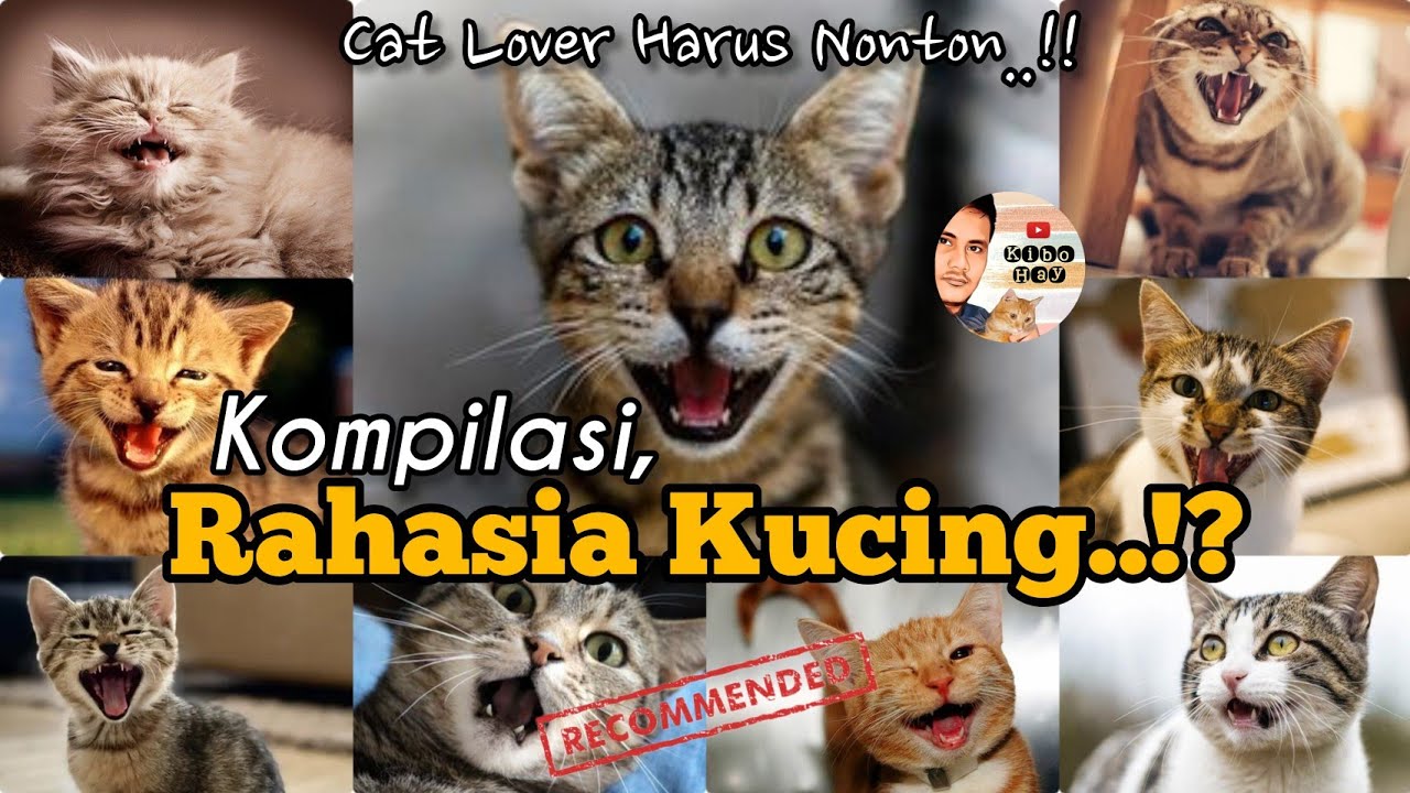 Kompilasi Rahasia Kucing, Yang Harus Diketahui Cat Lover - YouTube