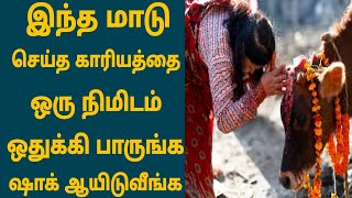 வீட்டில் வளர்த்த இந்த பாசக்கார பசு செய்த காரியத்தை பாருங்க அதிர்ச்சி ஆயிடுவீங்க