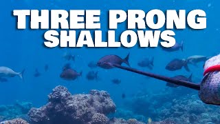 Three Prong Spearfishing Shallow Water Hawaii! (3Prong Spearfishing / Polespear Spearfishing)