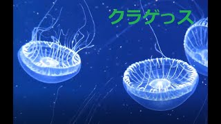 鴨川シーワールド　クラゲライフ　自然界で発見されていない不思議なクラゲも居ます。