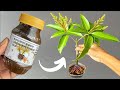 Mango Tree Cutting Propagation / 100% Success Result