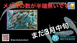 目高工房江戸の仕入れ密着〜丸長メダカ編　その② 後編〜