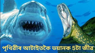 পৃথিৱীৰ আটাইতকৈ ভয়ানক 5 টা জীৱ | Top 5 Dangerous Animals in the World  | Facts in Assamese