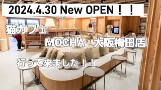 2024.4.30 オープン！！猫カフェ MOCHA 大阪梅田店に行ってきました！