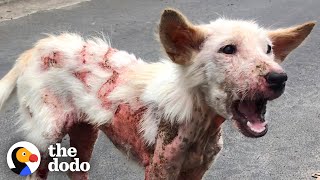 Sick Street Dog Can't Stop Wagging Her Tail | The Dodo