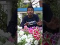 পিটুনিয়া গাছ সহজেই প্রচুর ঝাঁকড়া করুন pitunia plants care short viral video @সাধের_ছাদ_বাগান