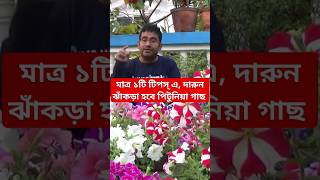 পিটুনিয়া গাছ সহজেই প্রচুর ঝাঁকড়া করুন #pitunia #plants #care #short #viral #video @সাধের_ছাদ_বাগান