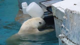 ポリタンクからおやつドバーッ！のイッちゃん（Шилка）　　　天王寺動物園のホッキョクグマ