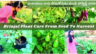 How to grow brinjal from seed to harvest | Backyard Gardening | brinjal propagation