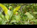 Ringneck Parrot Natural Sounds