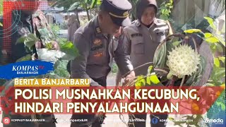 Polisi Banjarbaru Musnahkan Tanaman Kecubung, Hindari Penyalahgunaan