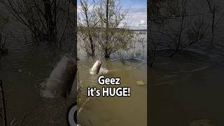 OMGoodness...that's Huge! #fishing #bassfishing #fishingvideo