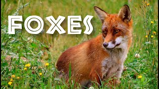 All About Foxes for Kids: Animal s for Children - FreeSchool