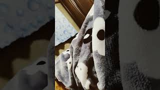 掛布団の角に潜ってる猫 #かわいい猫 #cat #猫動画