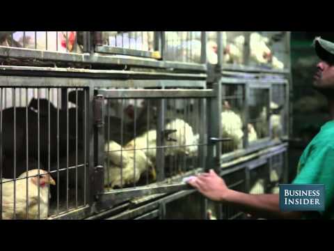 How are halal chicken killed?
